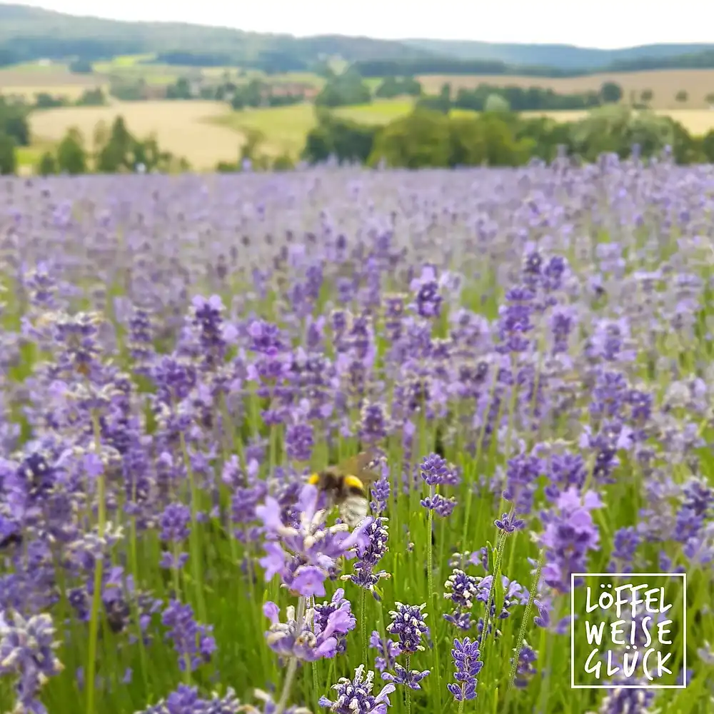 lavendel #0